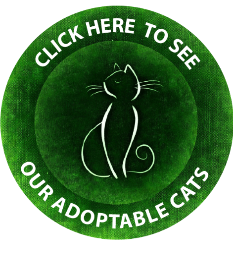 Adoptable Cats