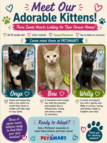 kittens.jpg